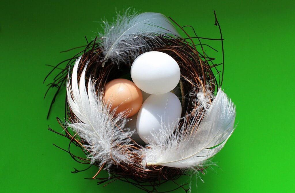 eggs-3152336_1280